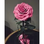 Forever Rose